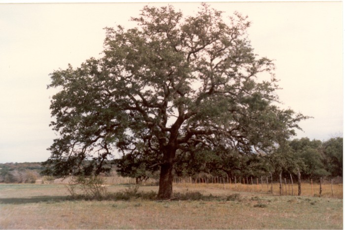 TreeGastonFarmW.jpg